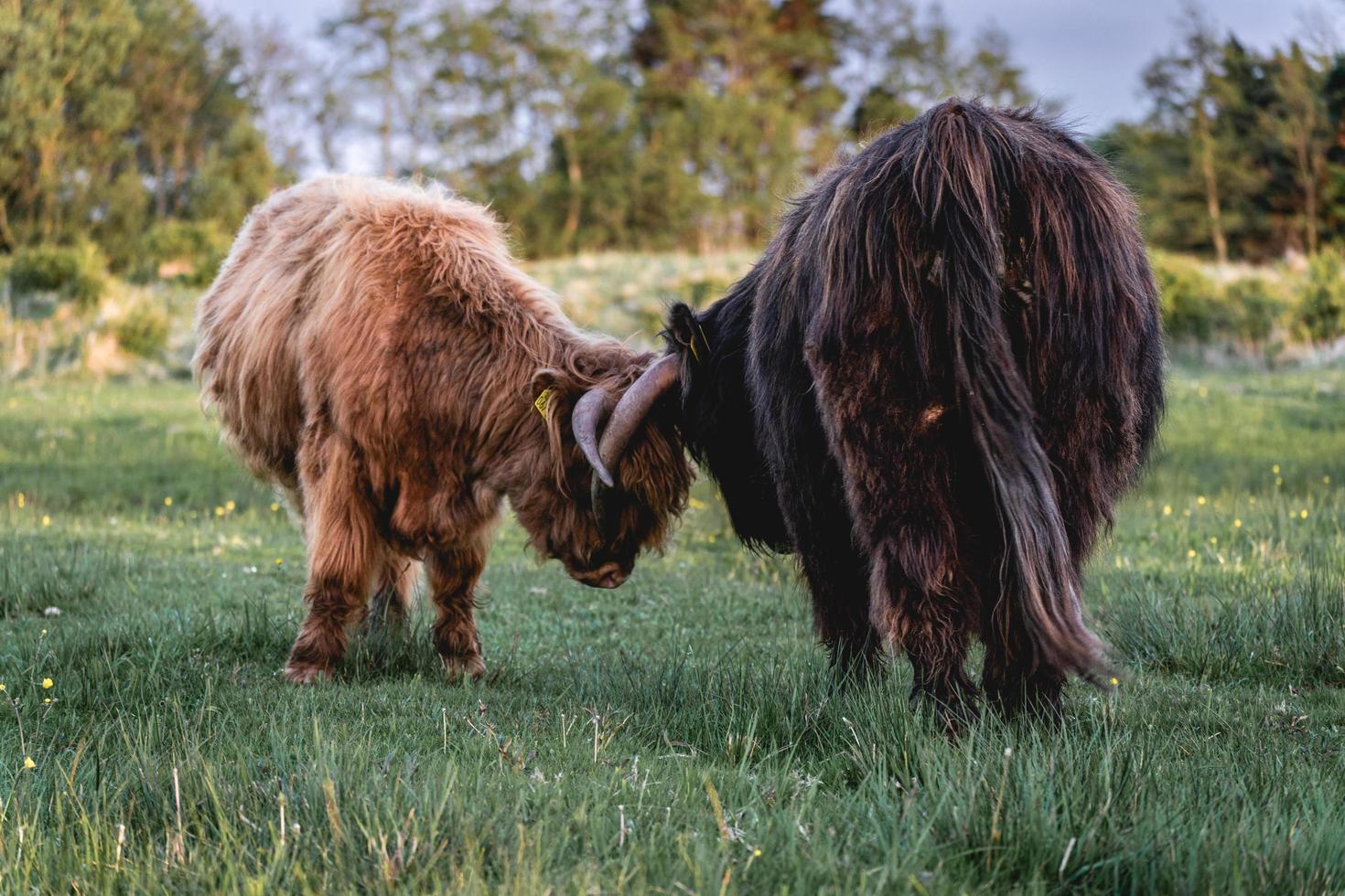 vacas montanhesas nas dunas de wassenaar na holanda. foto