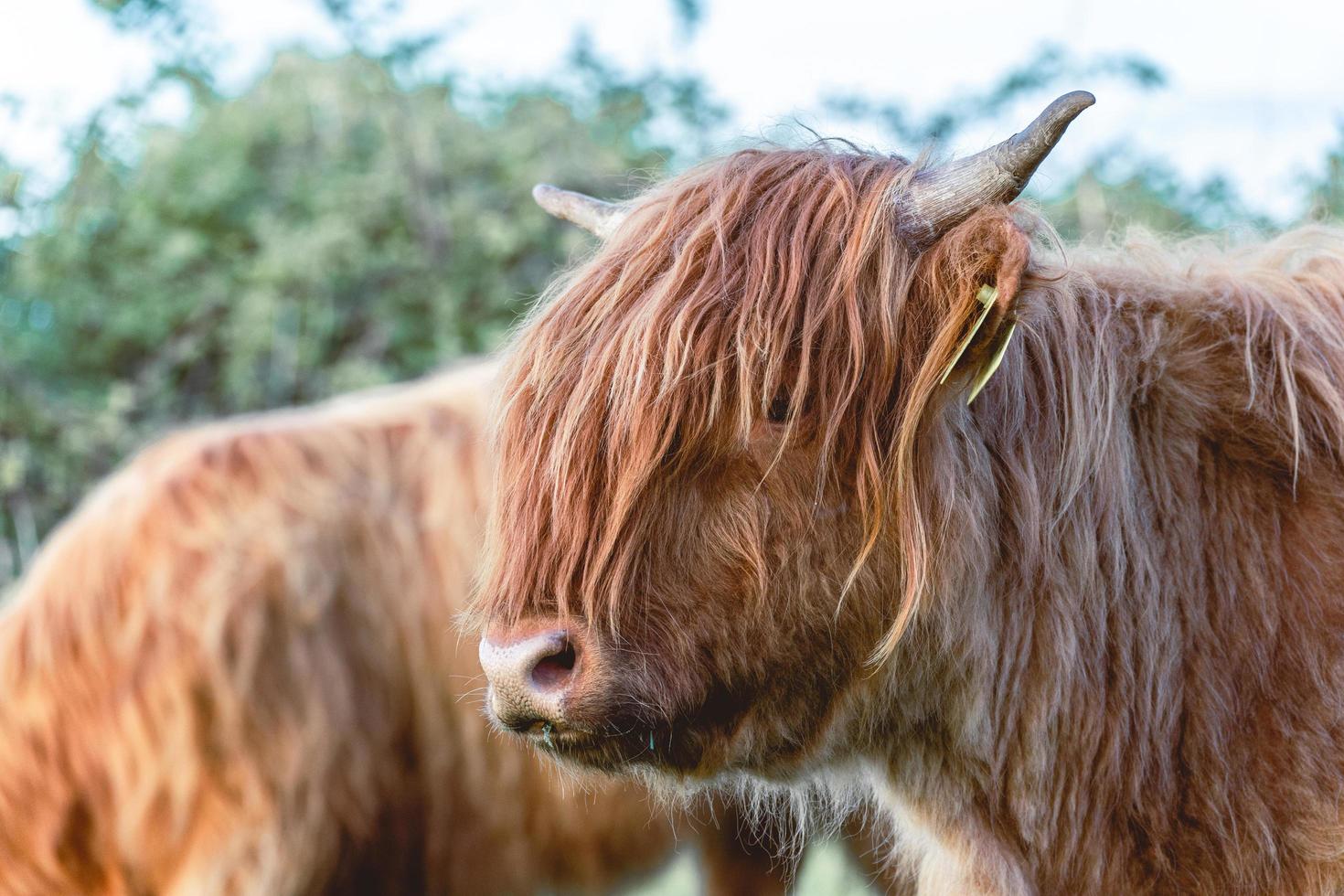 vacas montanhesas nas dunas de wassenaar na holanda. foto