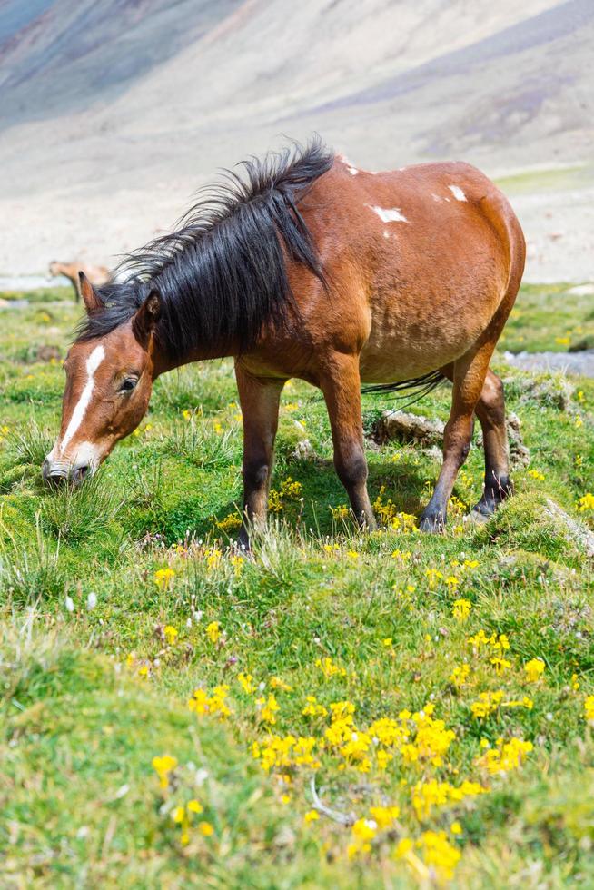 cavalo em um prado verde. foto