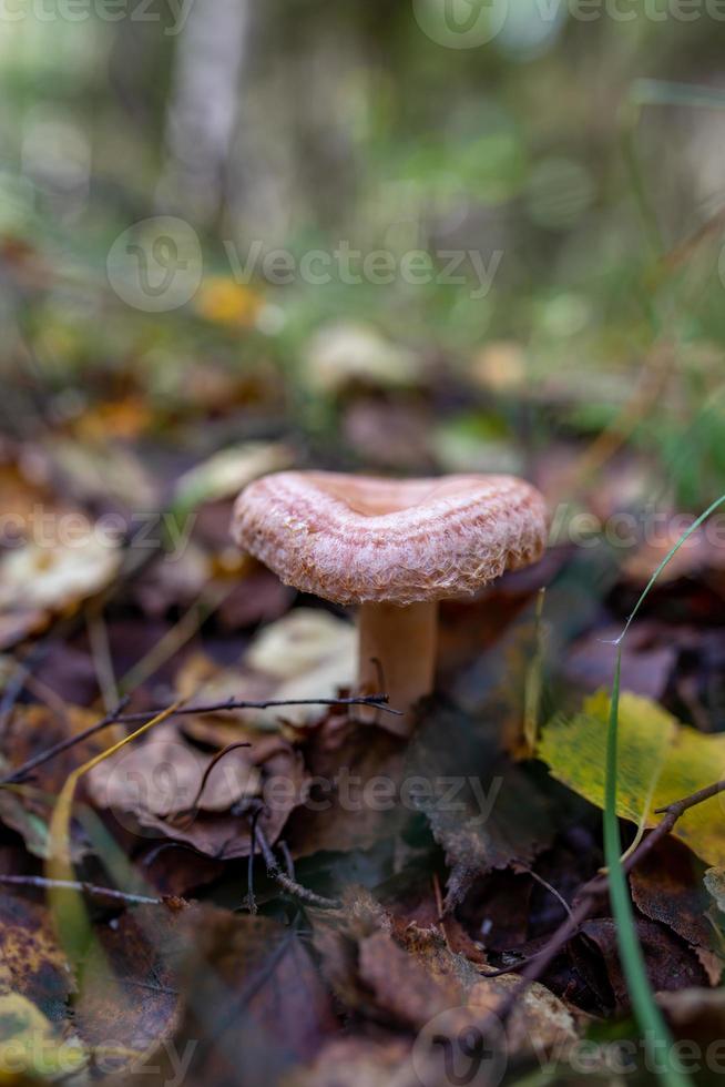 cogumelo de tampa leitosa coral na fotografia macro de floresta de outono. foto