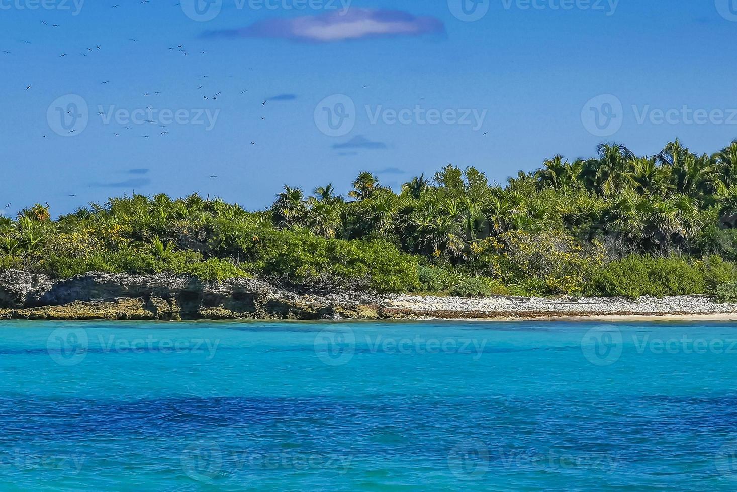 bela praia natural tropical e floresta panorama contoy ilha méxico. foto