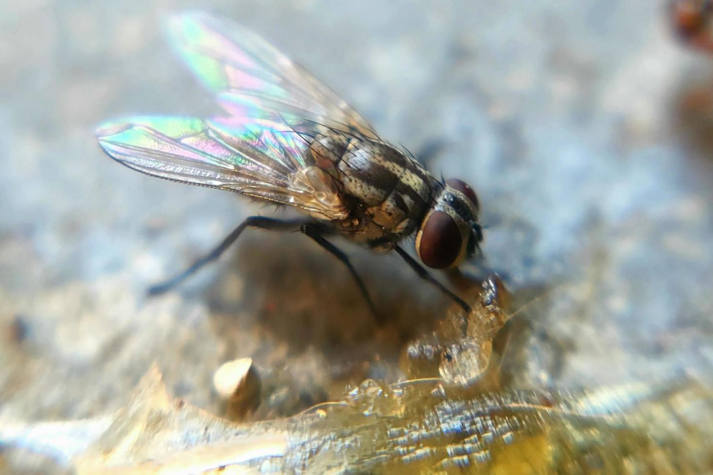 foto macro inseto voa animal em um ambiente sujo