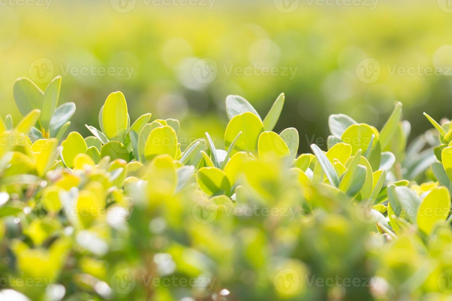 close-up vista da natureza da folha verde no jardim no verão sob a luz solar a natureza é fresca na luz da manhã. deixa plantas verdes naturais usando como plano de fundo ou papel de parede. copie o espaço vazio. foco suave foto