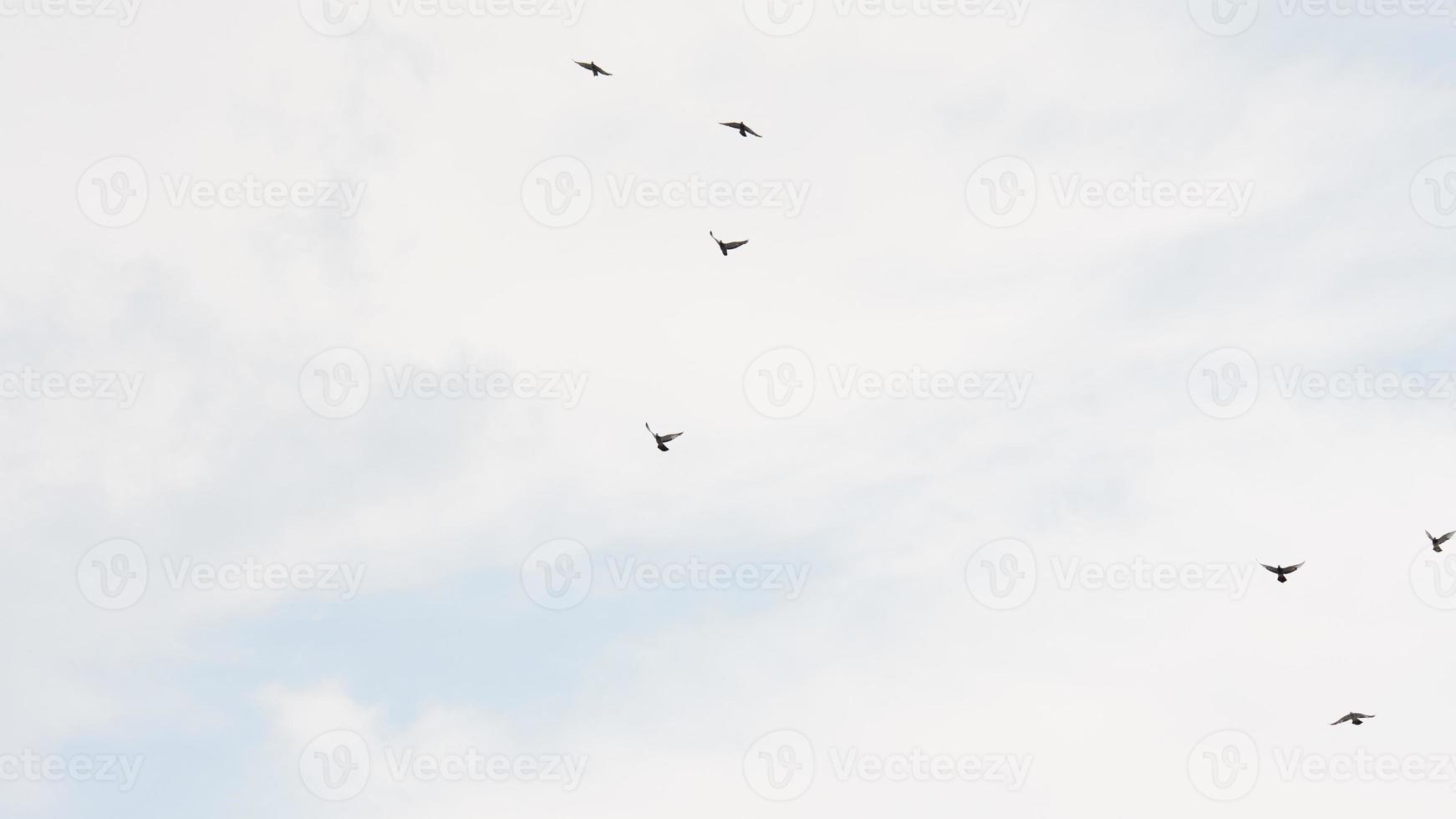 foto de alguns pássaros voando na natureza nublada.