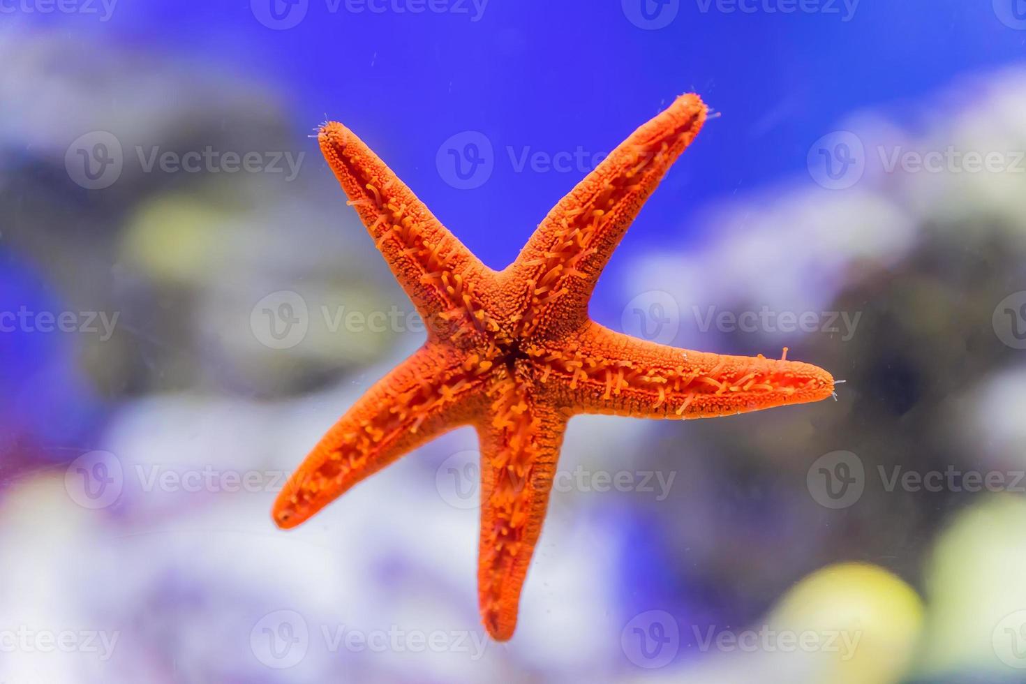 close-up de estrela do mar vermelha na janela do aquário. foto