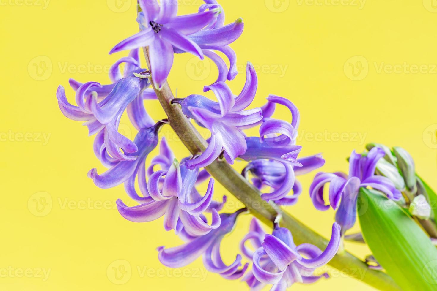 close-up de flor de jacinto azul desabrochando sobre fundo amarelo.  10598995 Foto de stock no Vecteezy