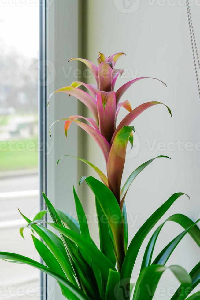 flor de bromélia colorida desabrochando no peitoril da janela. jardinagem  em casa 10602213 Foto de stock no Vecteezy