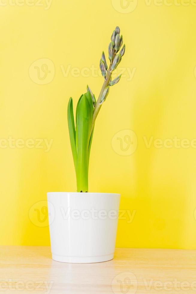 flor de jacinto azul fechado broto em pote de cerâmica branca sobre fundo  amarelo. copie o espaço. 10608560 Foto de stock no Vecteezy