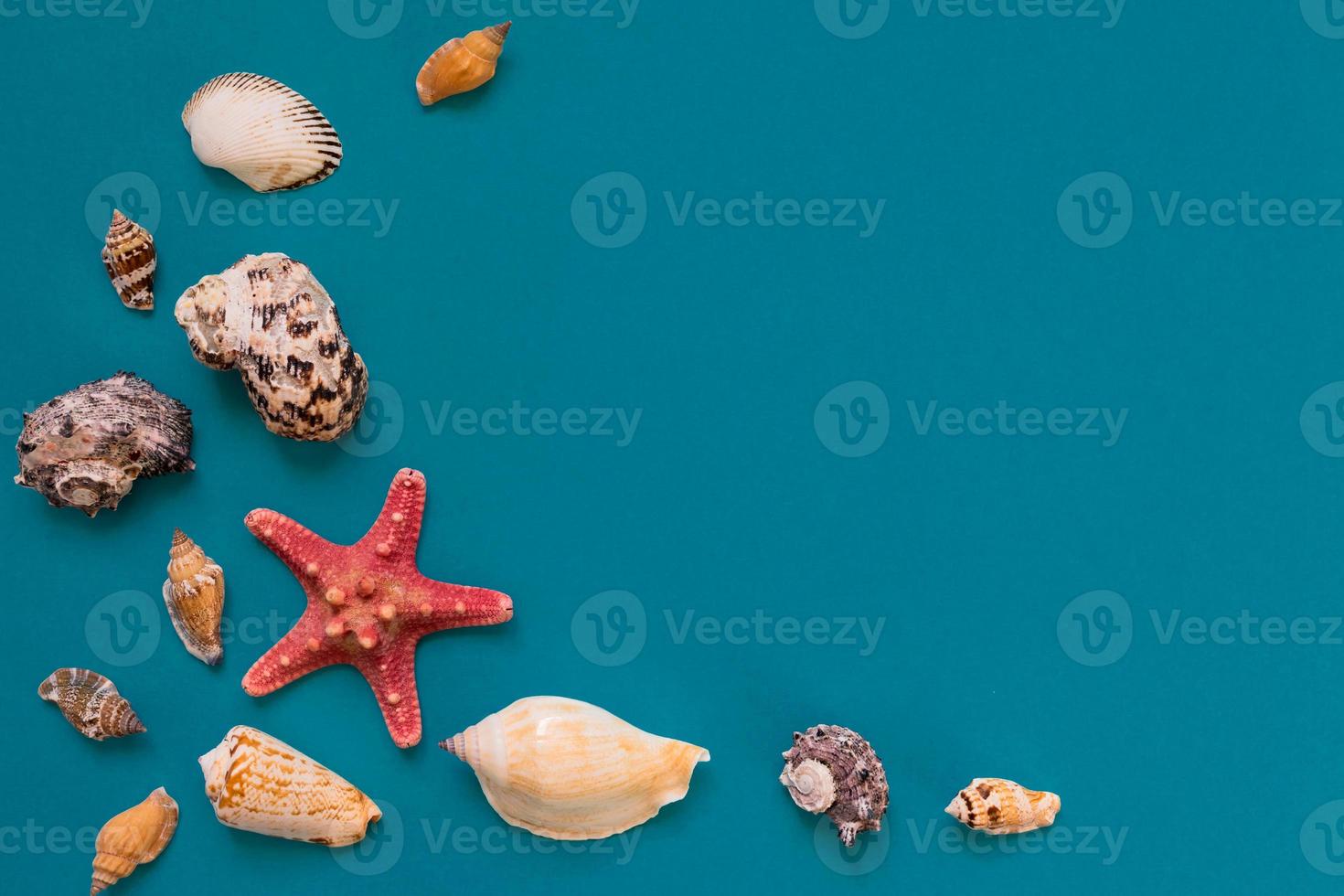 conchas do mar e estrelas do mar sobre fundo azul claro com espaço de cópia. férias de verão e conceito de férias foto