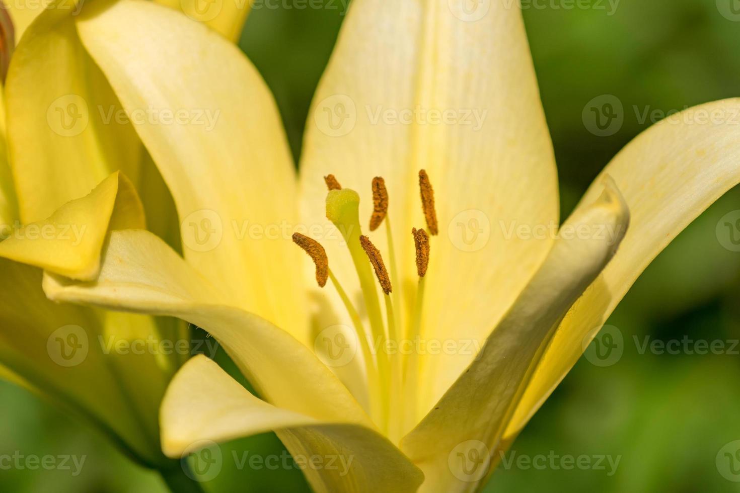 close-up da flor desabrochando de lírio amarelo crescendo no jardim  10610058 Foto de stock no Vecteezy