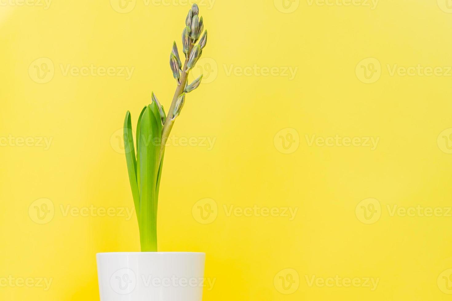 flor de jacinto azul fechado broto em pote de cerâmica branca sobre fundo  amarelo. copie o espaço. 10610080 Foto de stock no Vecteezy