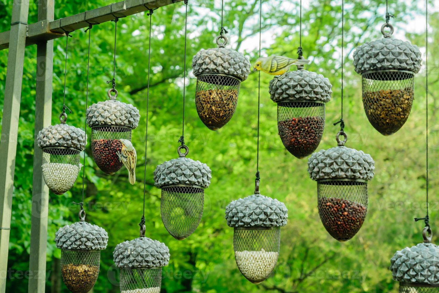 planty de alimentadores de pássaros pendurados em forma de bolota cheia de grãos diferentes contra o fundo da floresta foto