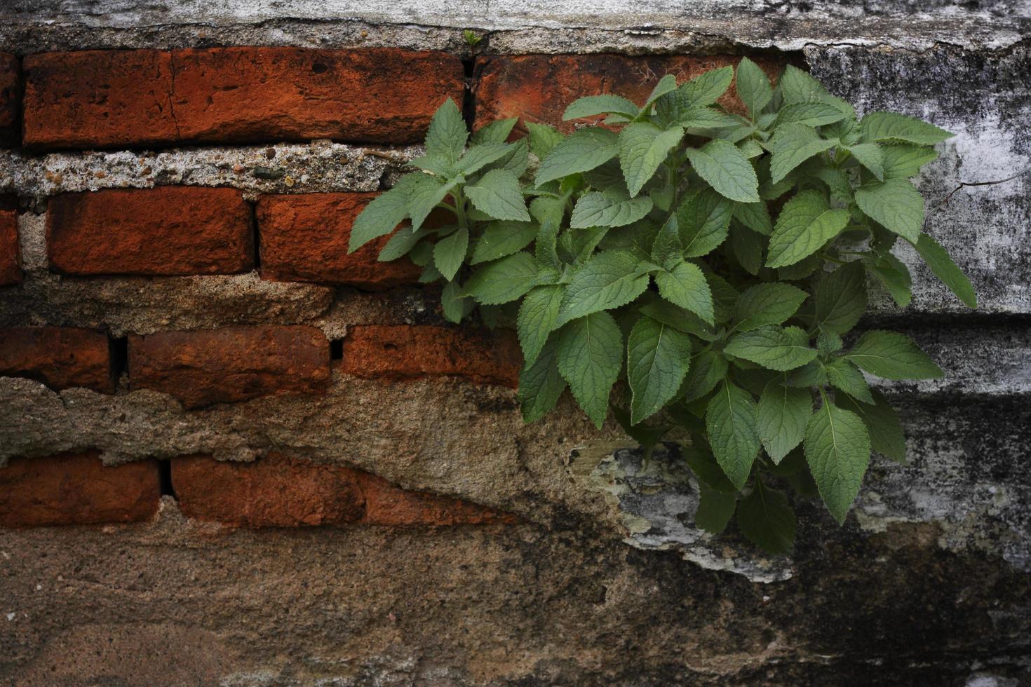 planta trepadeira na parede foto