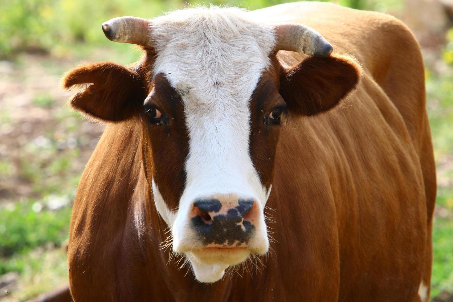 nahariya israel 17 de abril de 2020. um rebanho de vacas está pastando em uma clareira na floresta. foto