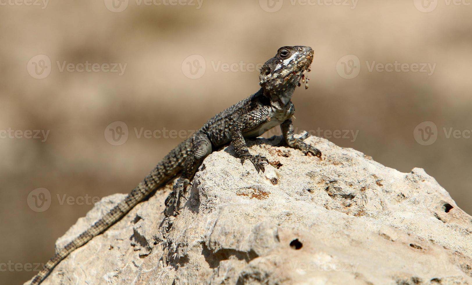 o lagarto senta-se em uma pedra em um parque da cidade à beira-mar. foto