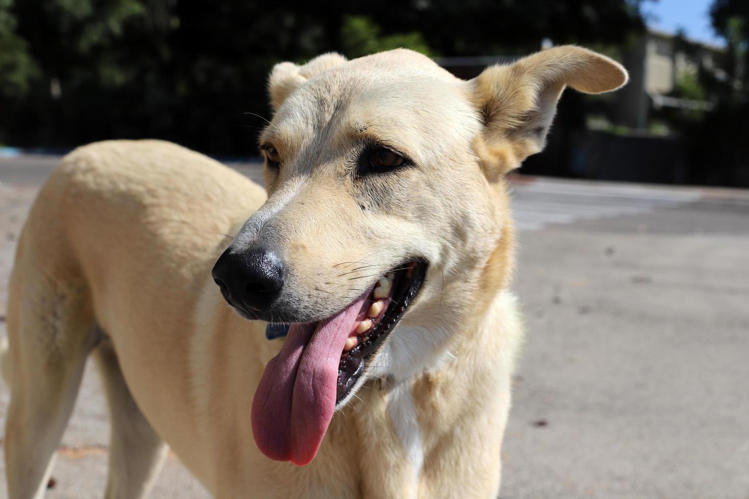 nahariya israel 14 de outubro de 2019 cachorro em uma caminhada em um cara da cidade à beira-mar. foto