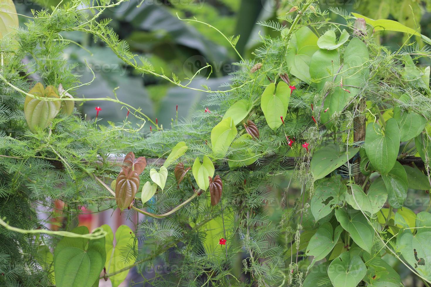 belas folhas de inhame maior, também conhecido como dioscorea alata, inhame roxo e ube, é decorado com plantas ornamentais. é uma espécie de inhame ou tubérculo e é um vegetal tipo batata. foto