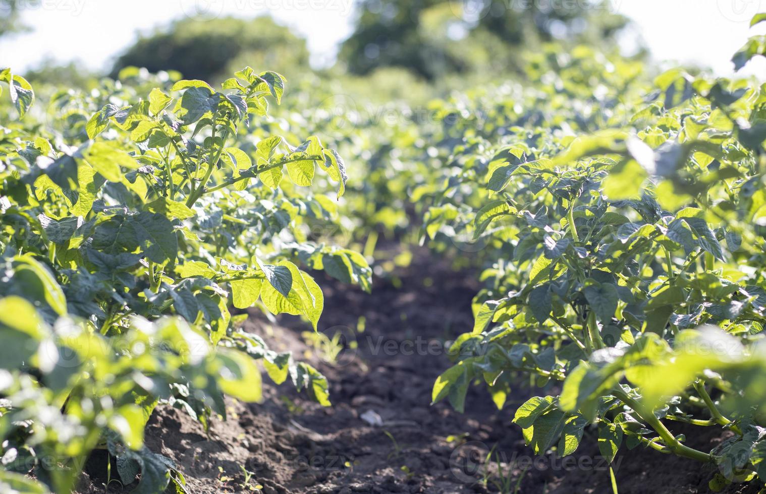 campo verde de batatas seguidas. plantações de batata, solanum tuberosum. colheita plantada em um campo agrícola. paisagem agrícola de verão. o campo é iluminado pelos raios do sol. foto