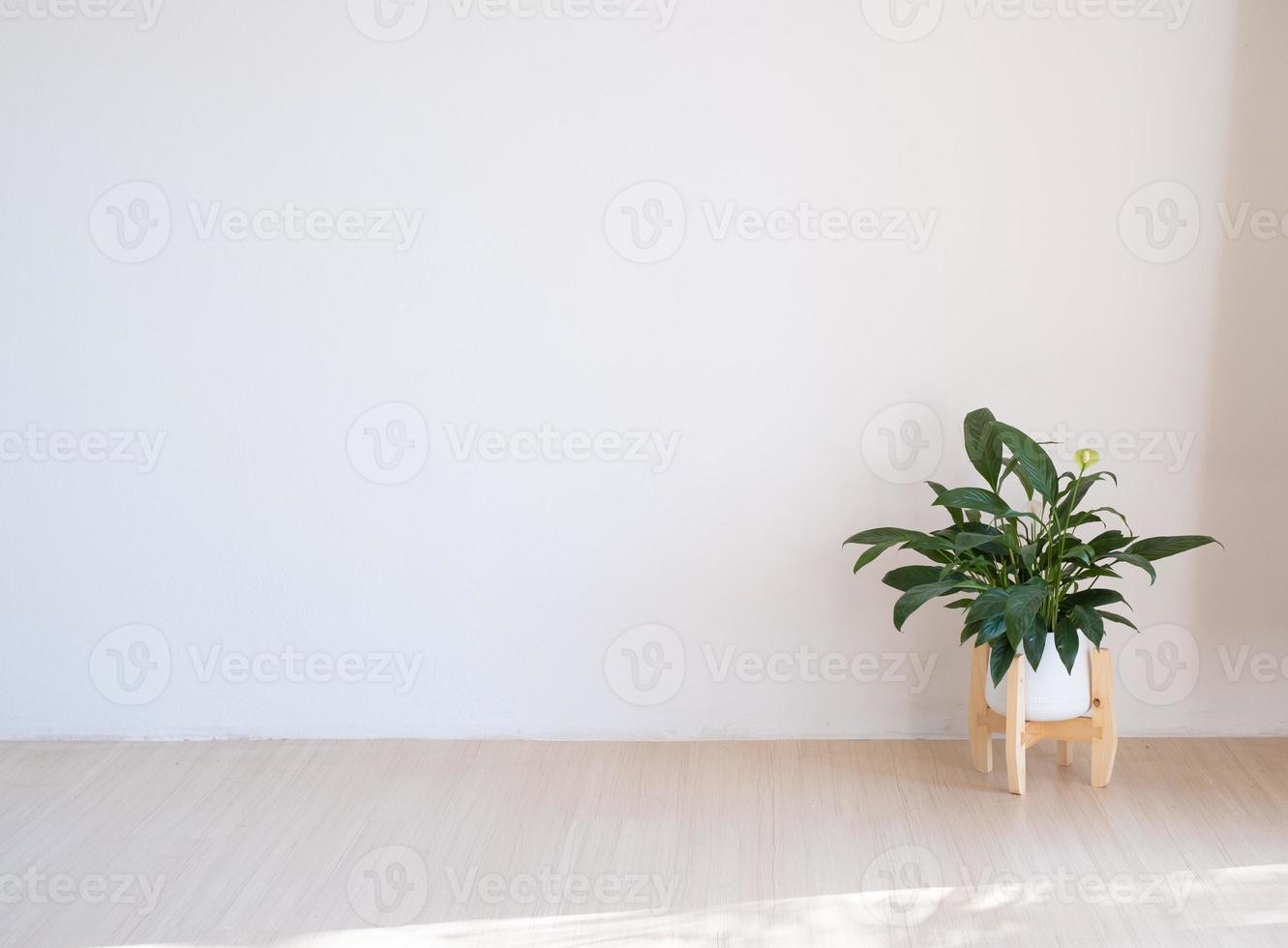 planta verde colocada no piso de madeira na sala mínima. foto
