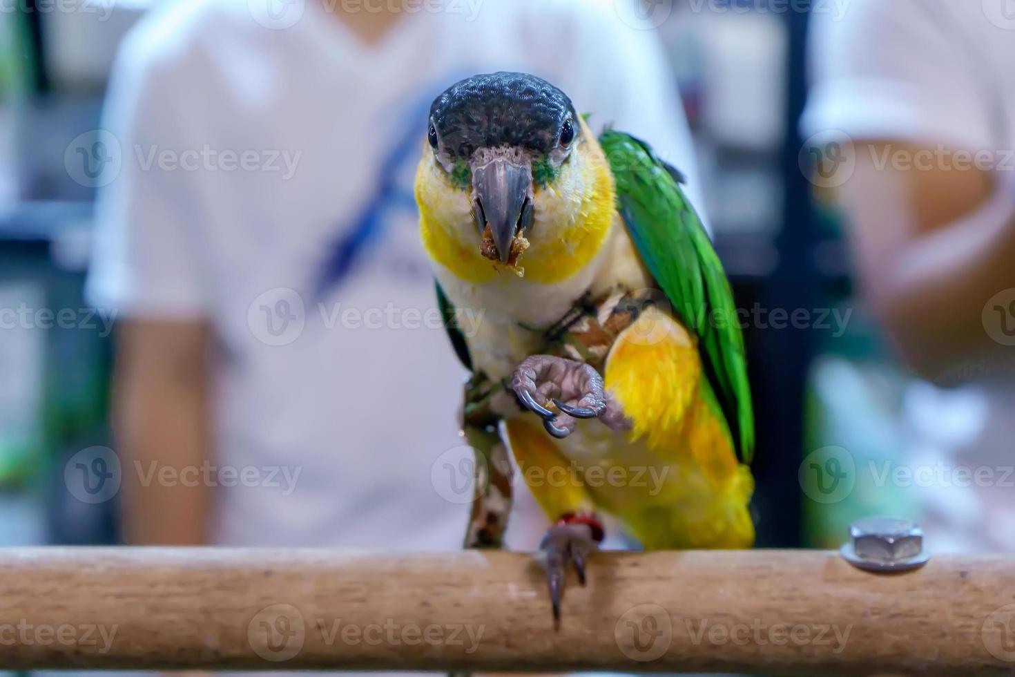 papagaios têm muitas espécies foto