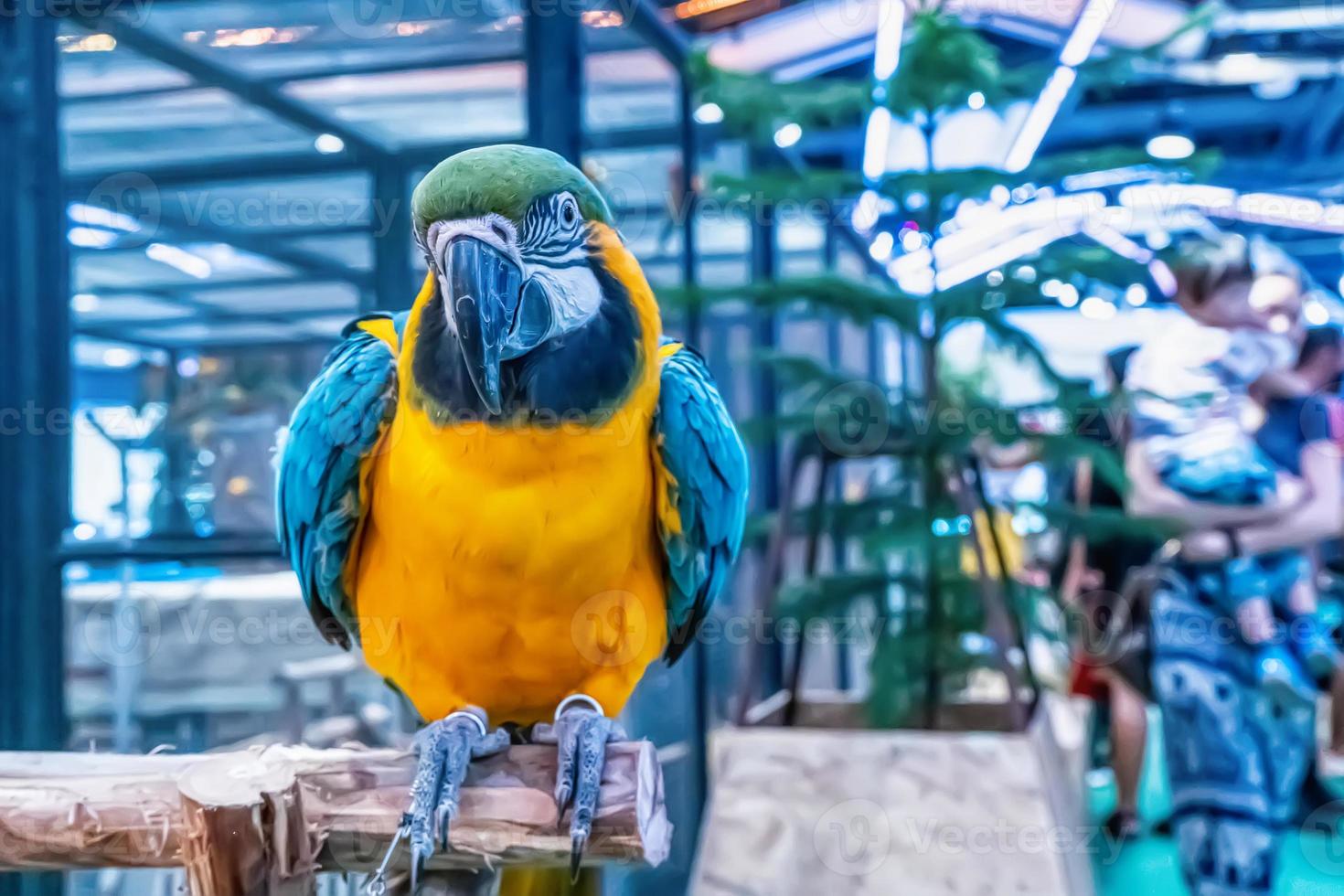 arara empoleirada em um galho foto