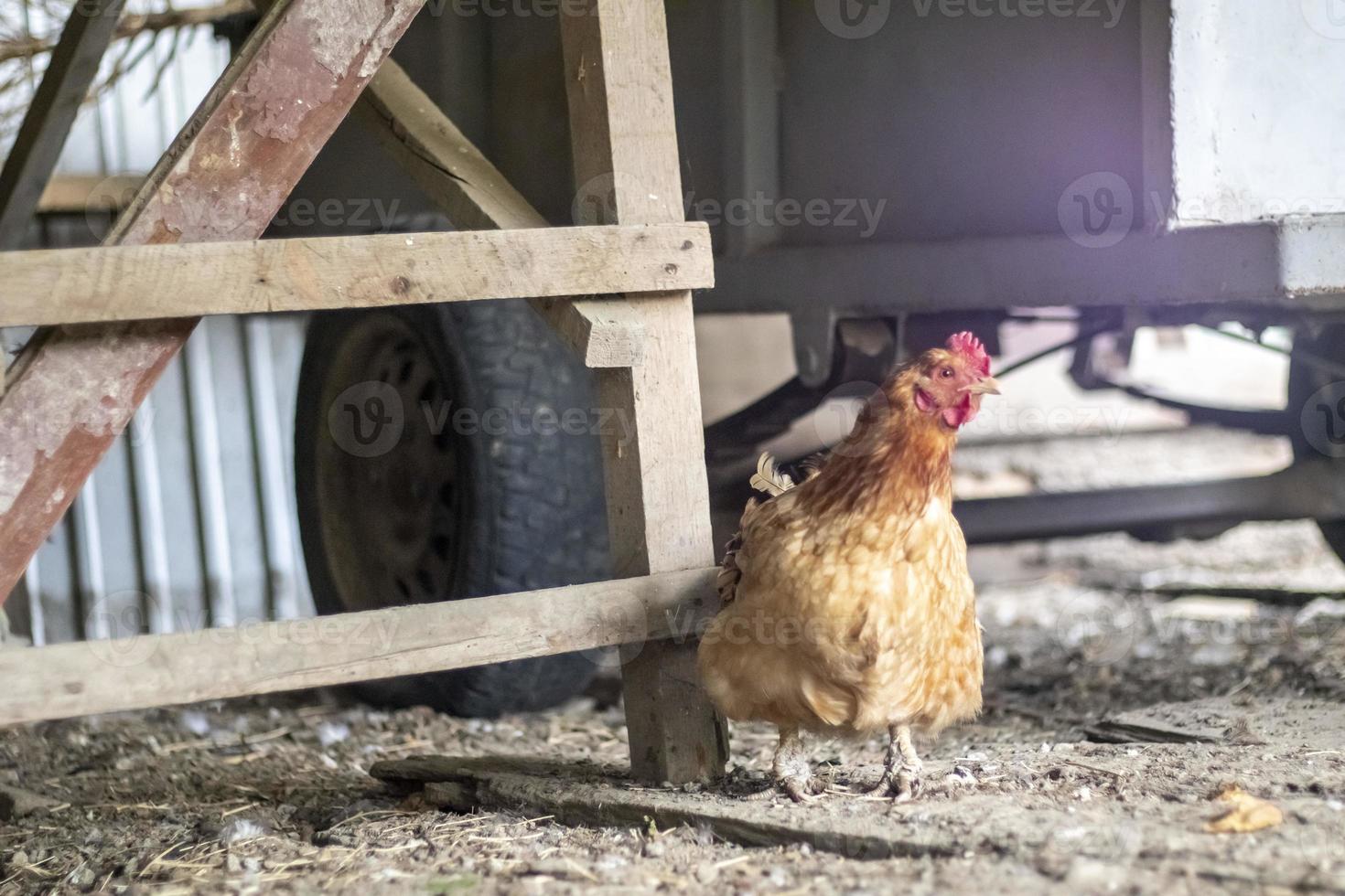 uma pequena galinha vermelha no quintal está procurando comida para comer. indústria agrícola. criação de galinhas. close-up de uma galinha vermelha na natureza. aves domésticas em uma fazenda ao ar livre. andando no quintal. foto