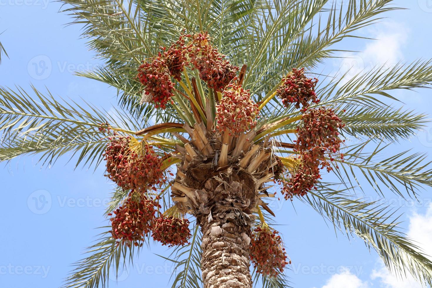 rica colheita de tâmaras em palmeiras no parque da cidade. foto