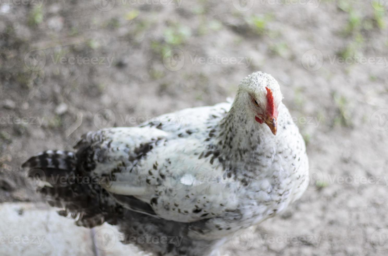 galinhas na fazenda, conceito de aves. frango solto branco ao ar livre. pássaro engraçado em uma fazenda biológica. aves domésticas em uma fazenda ao ar livre. criação de galinhas. andar no quintal. indústria agrícola. foto