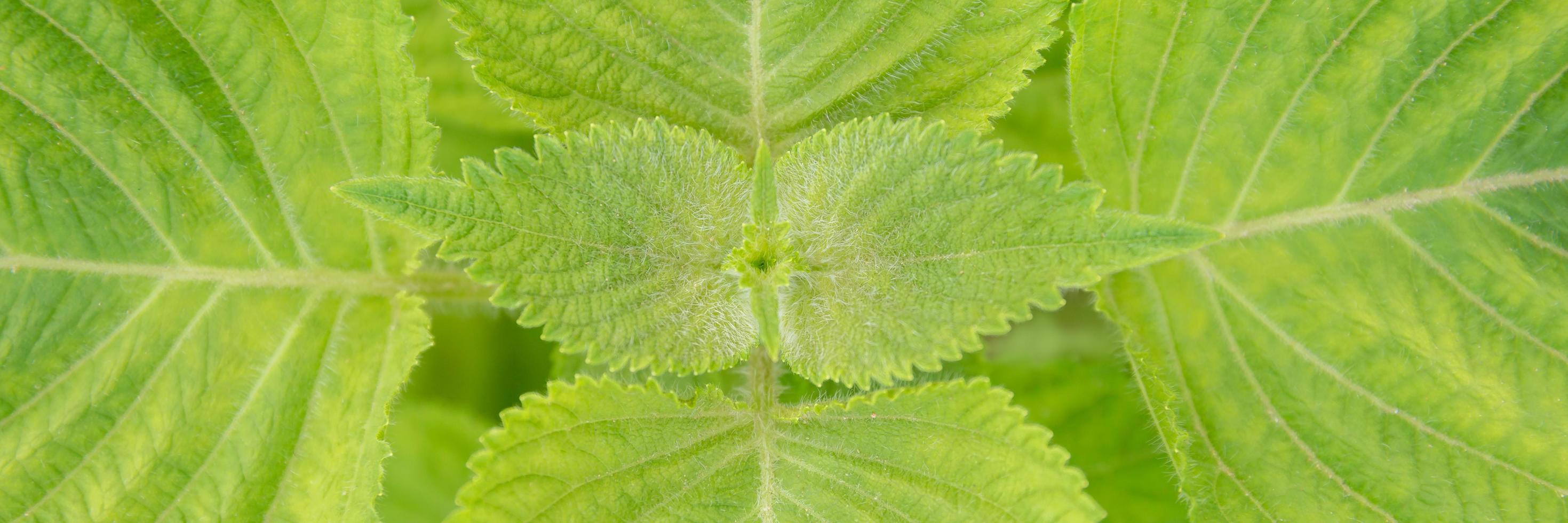 close-up de mudas de perilla frutescens folha verde orgânica em campo no verão. crescimento de plantas vegetais de ervas no jardim para uso de alimentos saudáveis. bandeira com fundo foto