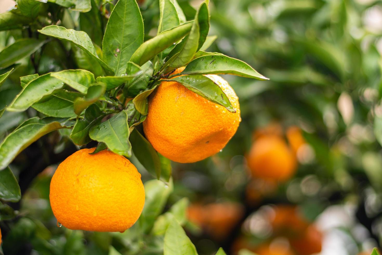 laranjas em uma árvore de perto foto