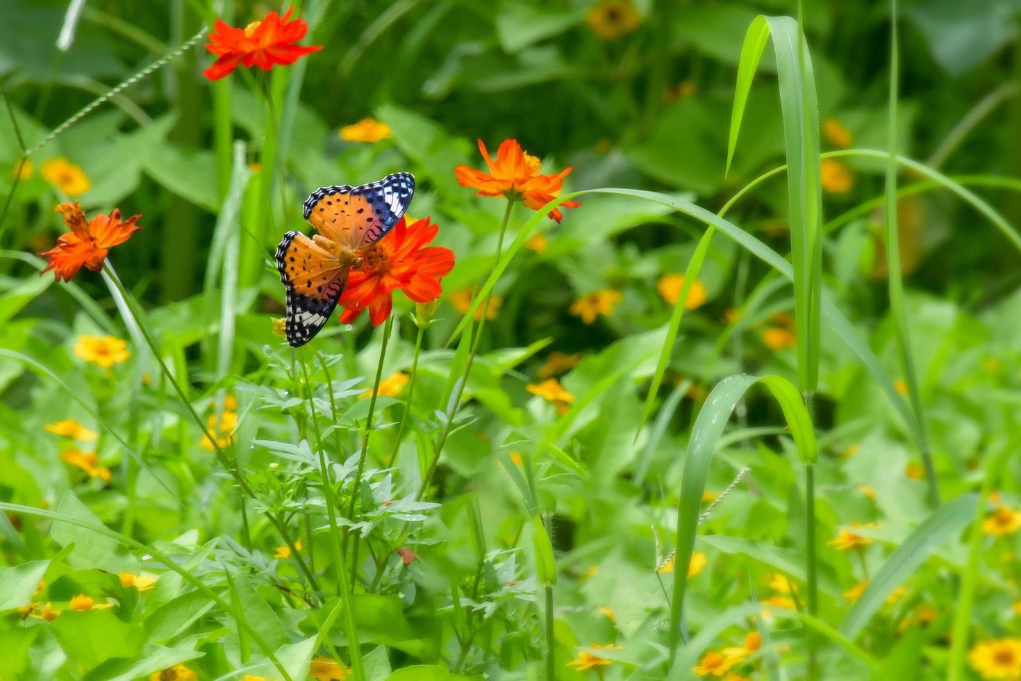 borboleta monarca em uma flor foto