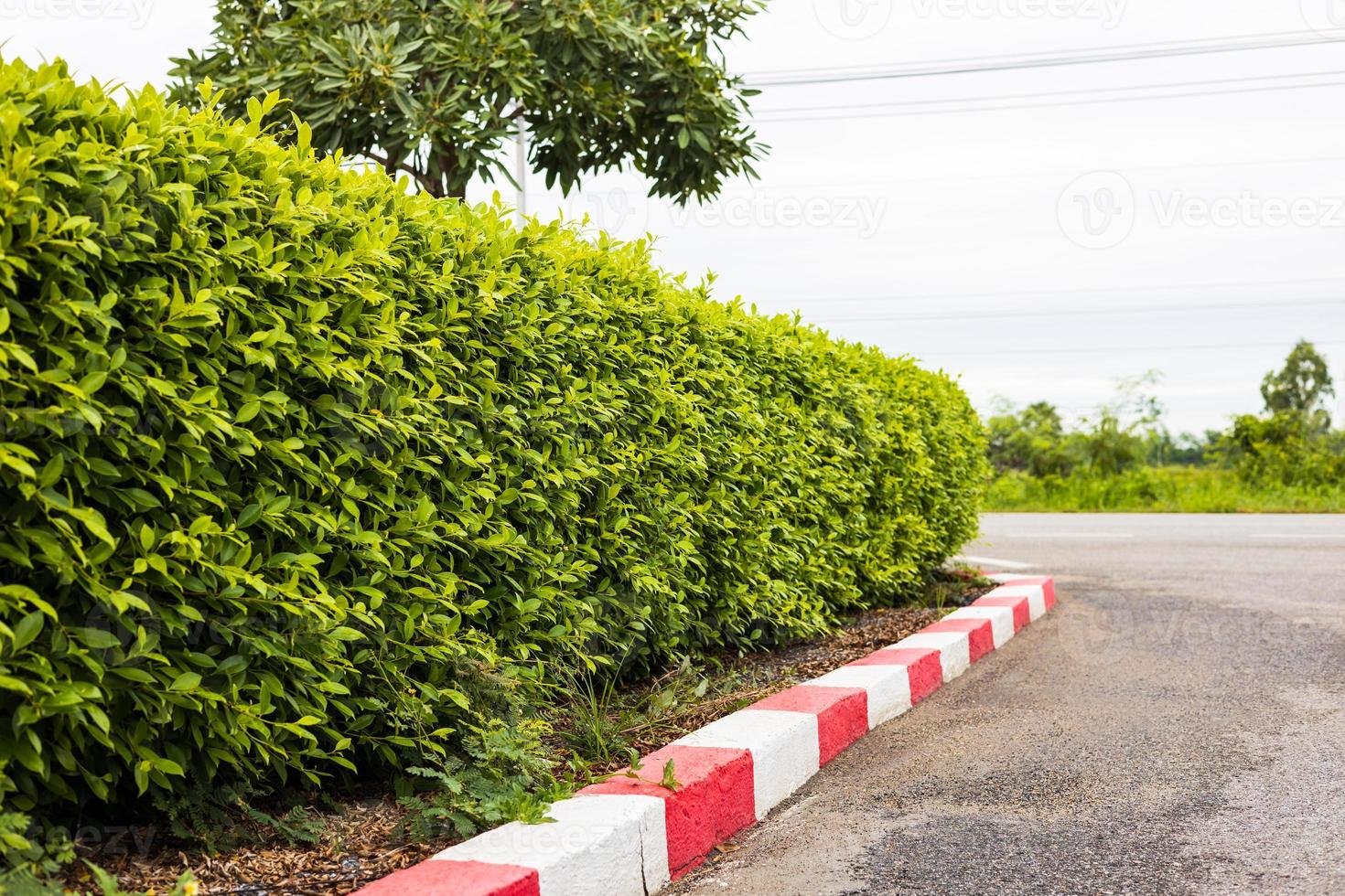 uma vista de baixo para cima das paredes de uma cerca de arbustos exuberantes adornando os lados marcados com blocos de concreto vermelho e branco. foto