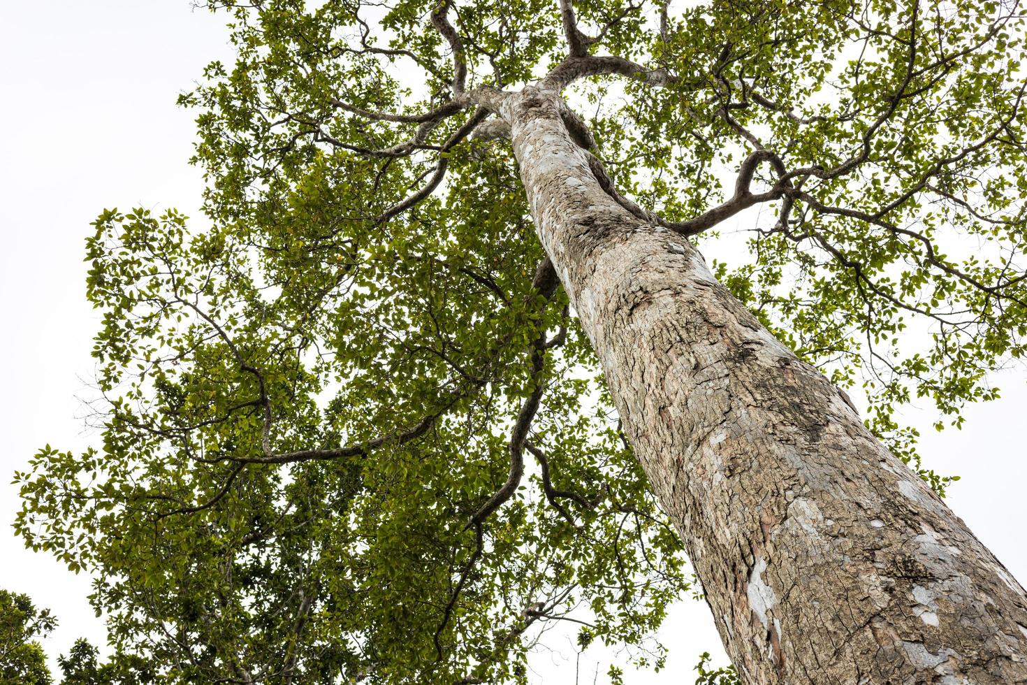 uma visão de baixo ângulo da base de uma árvore olhando para o grupo de folhas verdes. foto