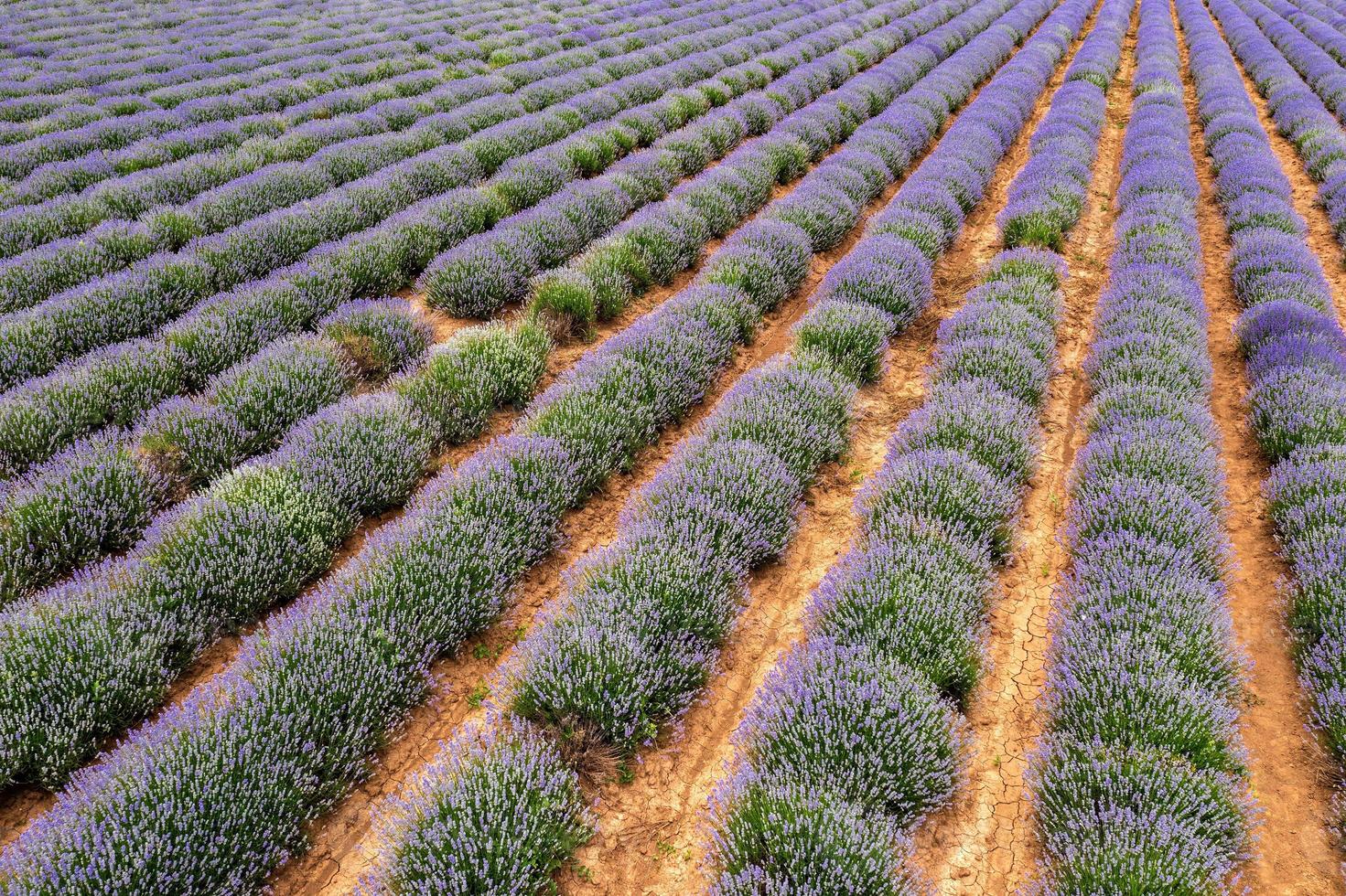 a paisagem emocionante de fileiras intermináveis de lavanda. vista aérea de foto