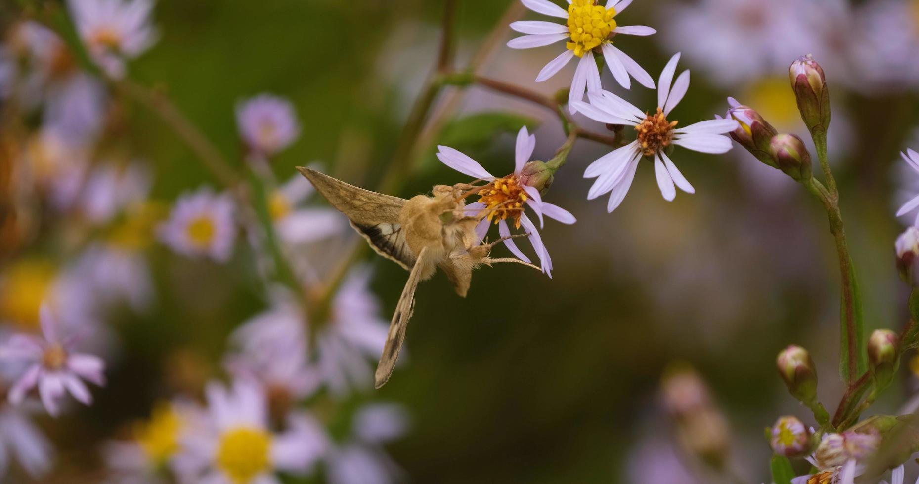 close-up da borboleta nas flores coloridas foto