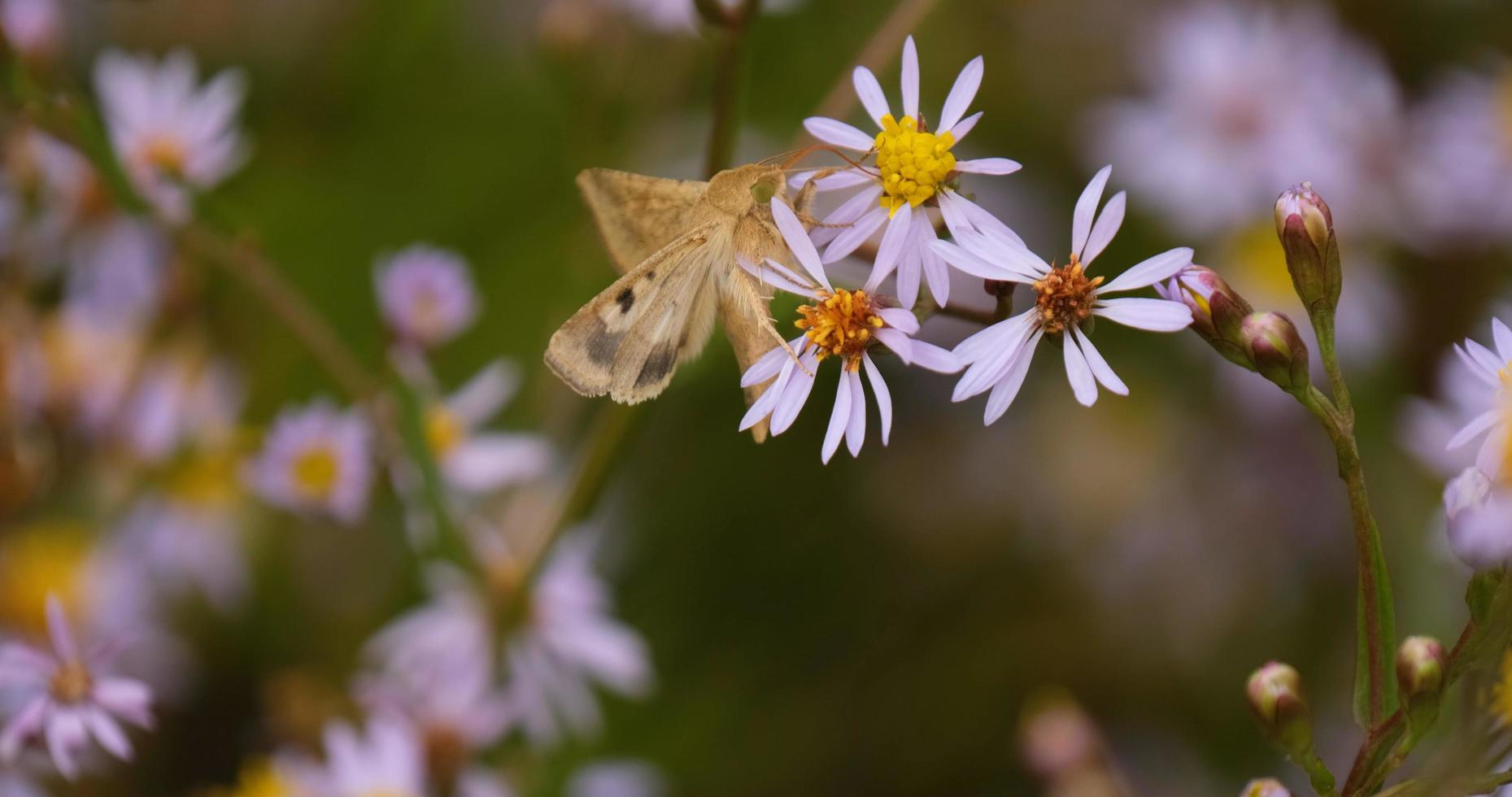 close-up da borboleta nas flores coloridas foto