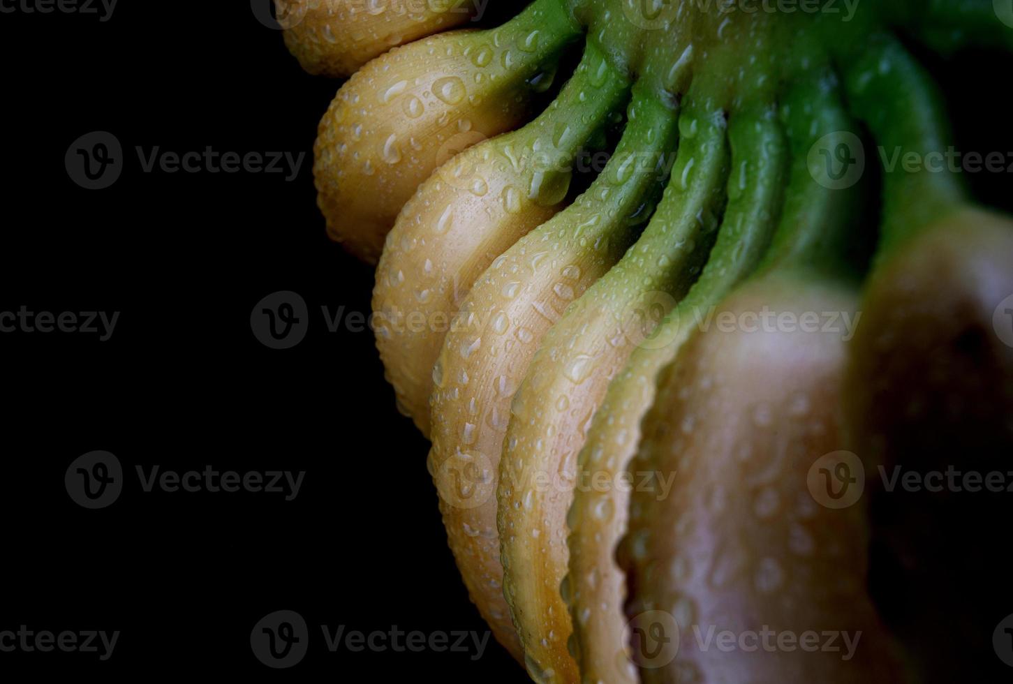 bananas maduras com gotas de água na casca em um fundo preto. foto