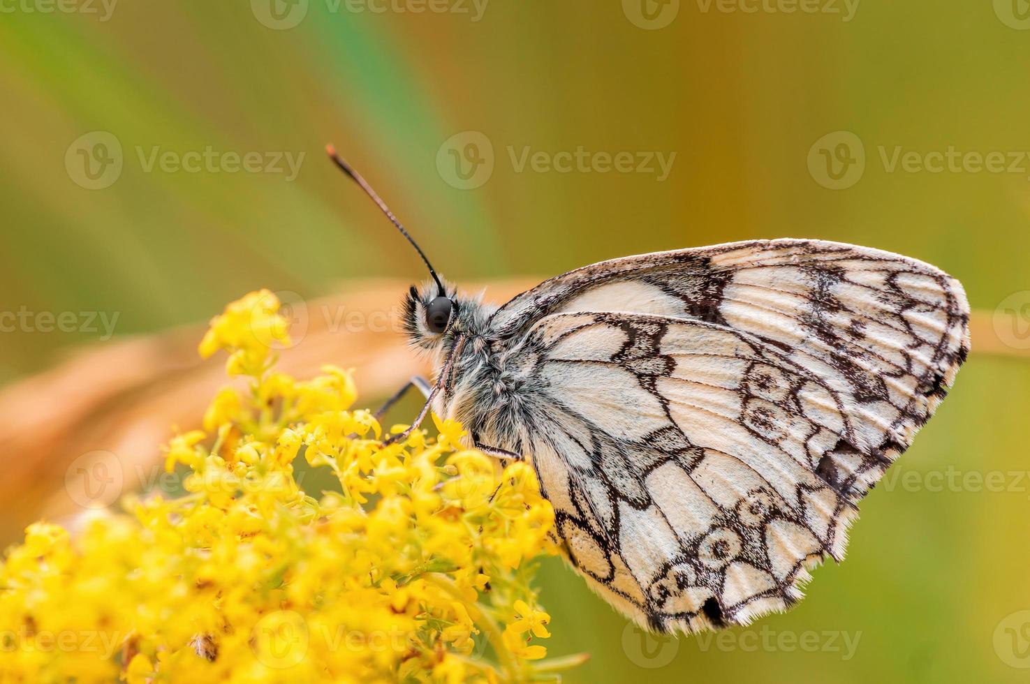 um branco marmorizado está sentado em uma flor em um prado foto