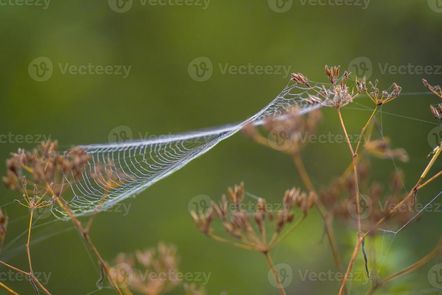 uma teia de aranha com gotas de orvalho em um prado no verão foto