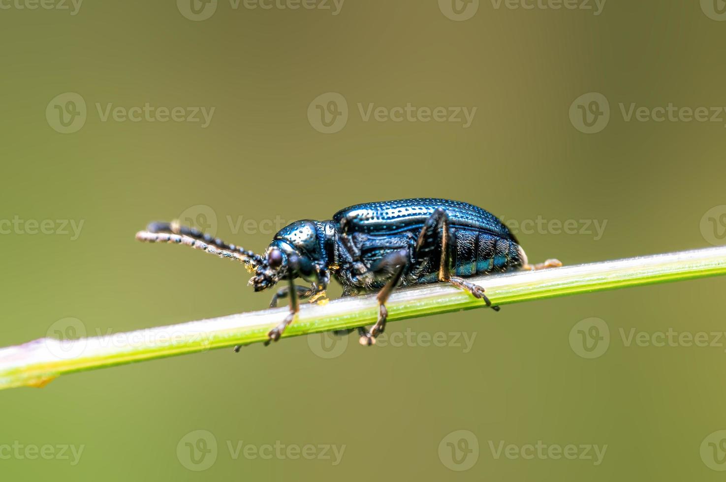 um besouro preto senta-se em uma haste em um prado foto