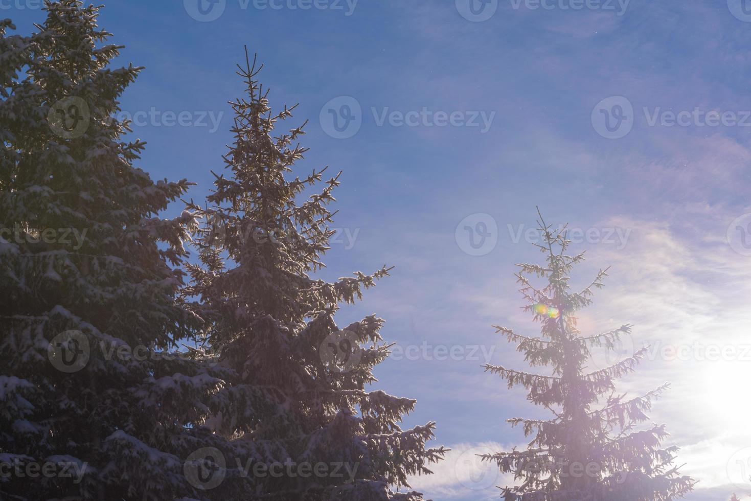 paisagem de inverno na floresta ao pôr do sol foto