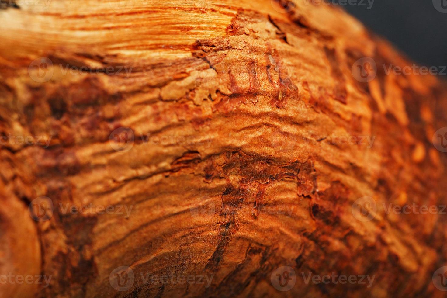textura de madeira de close-up de tronco de bonsai natural foto