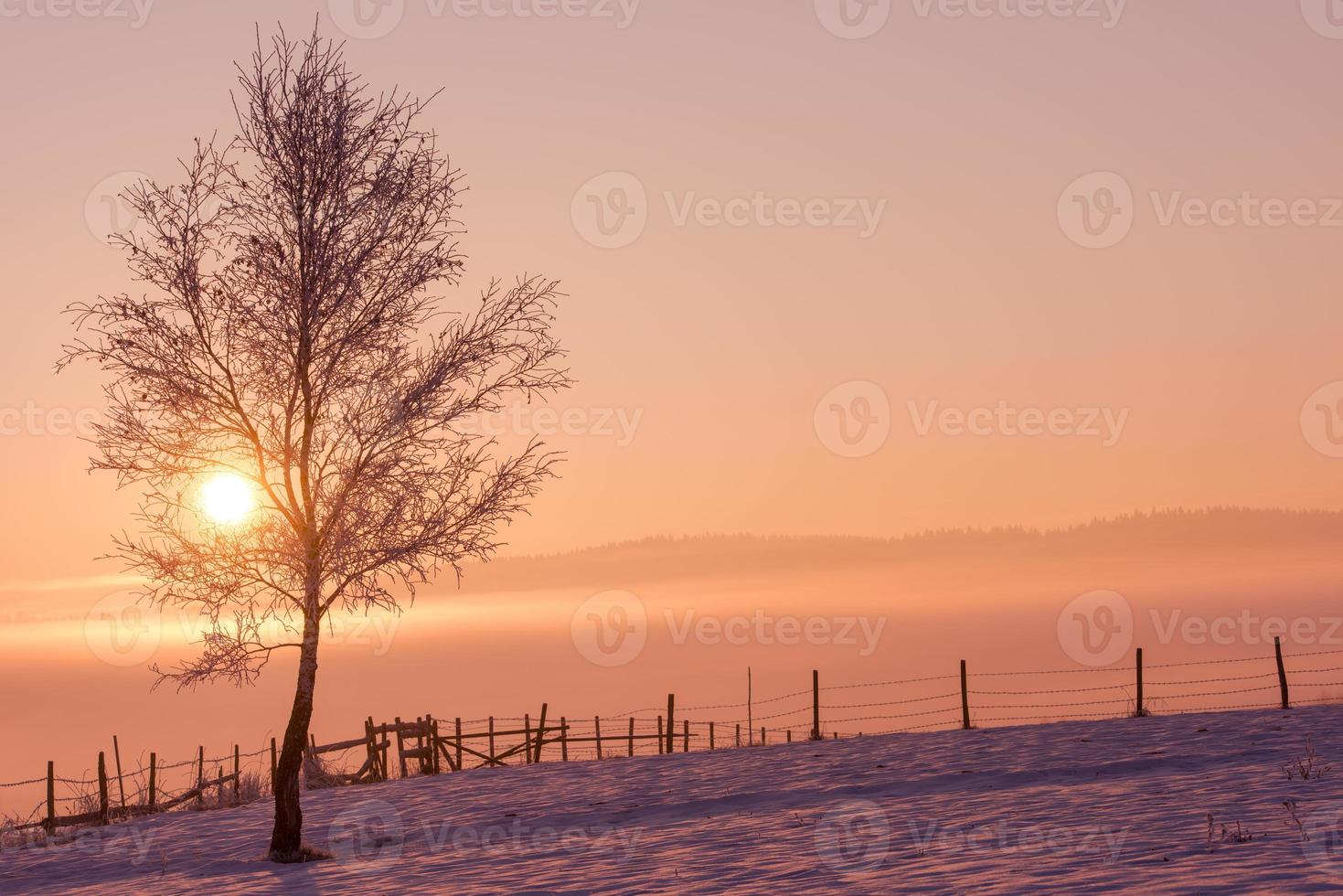 paisagem de inverno cênica com árvore solitária foto