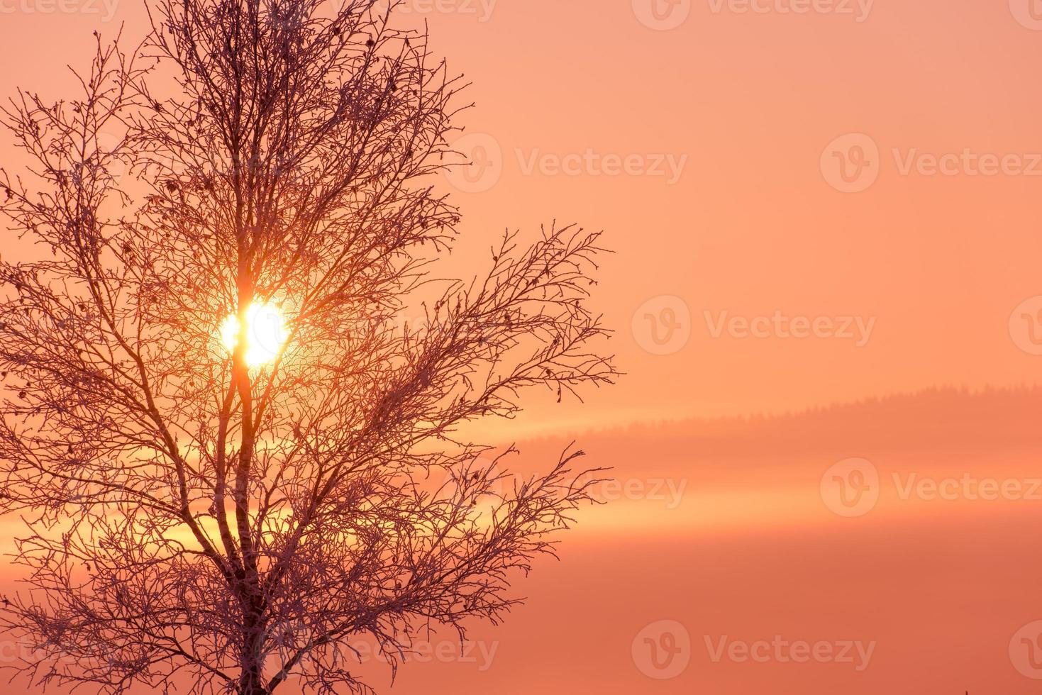 paisagem de inverno cênica com árvore solitária foto