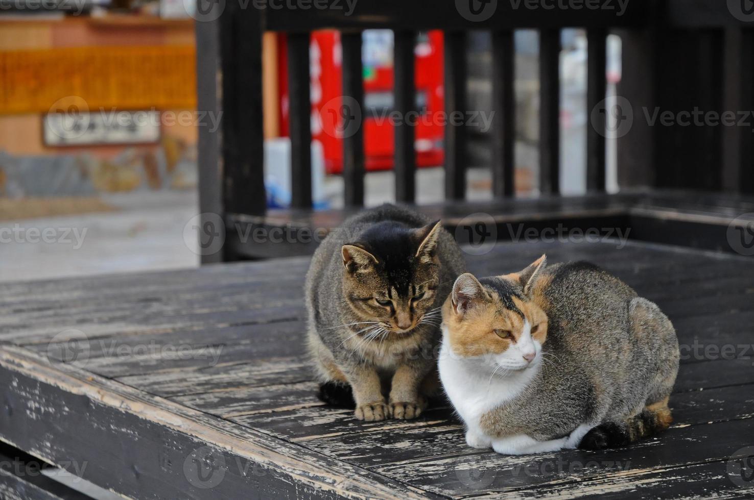 dois gatos japoneses tendo desacordo no piso de madeira foto