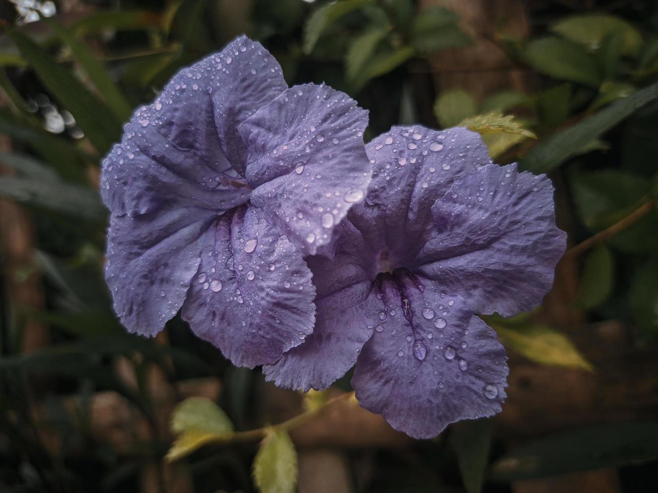 fotos de lindas flores, fotógrafos de cenas naturais, plantas ornamentais