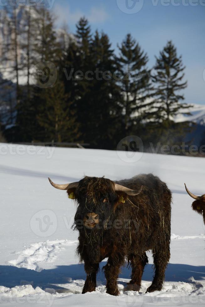 animal de vaca no inverno foto