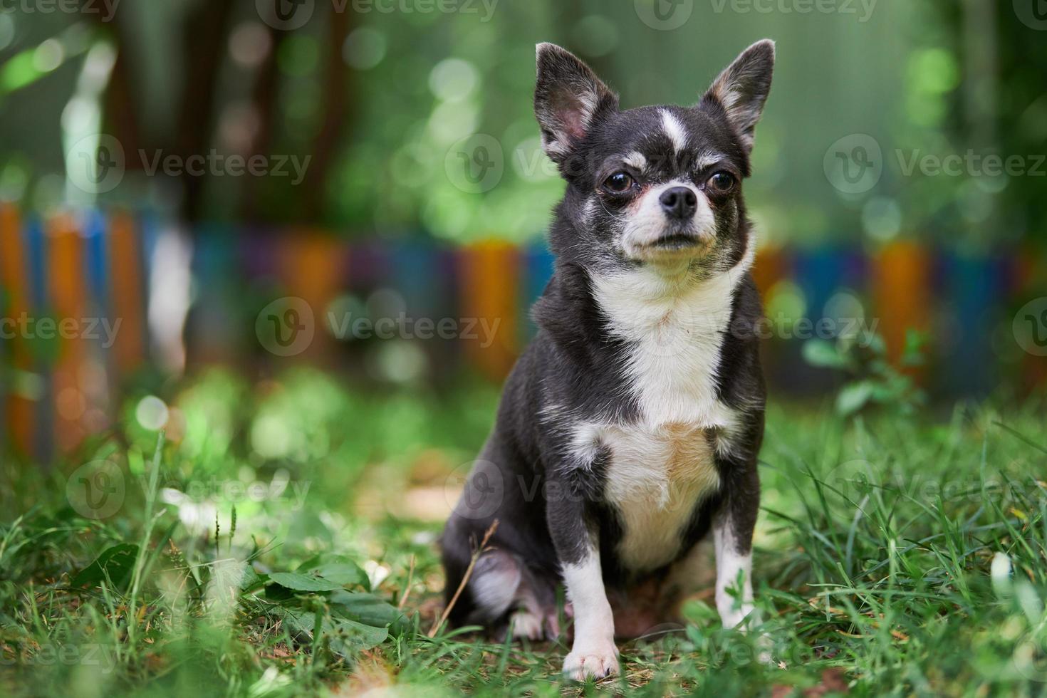 cachorro chihuahua, cachorrinho no jardim foto