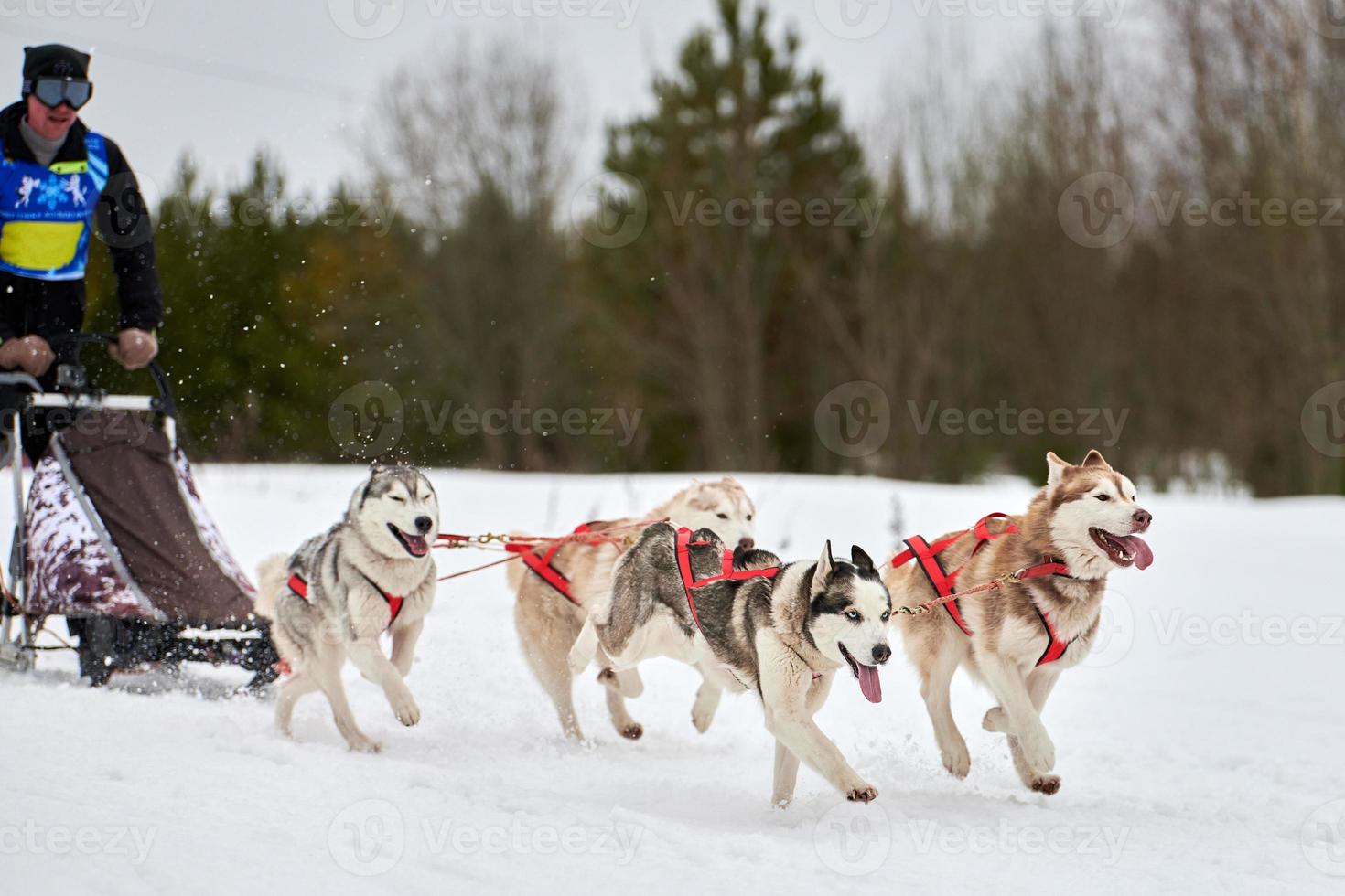 corrida de cães de trenó husky foto