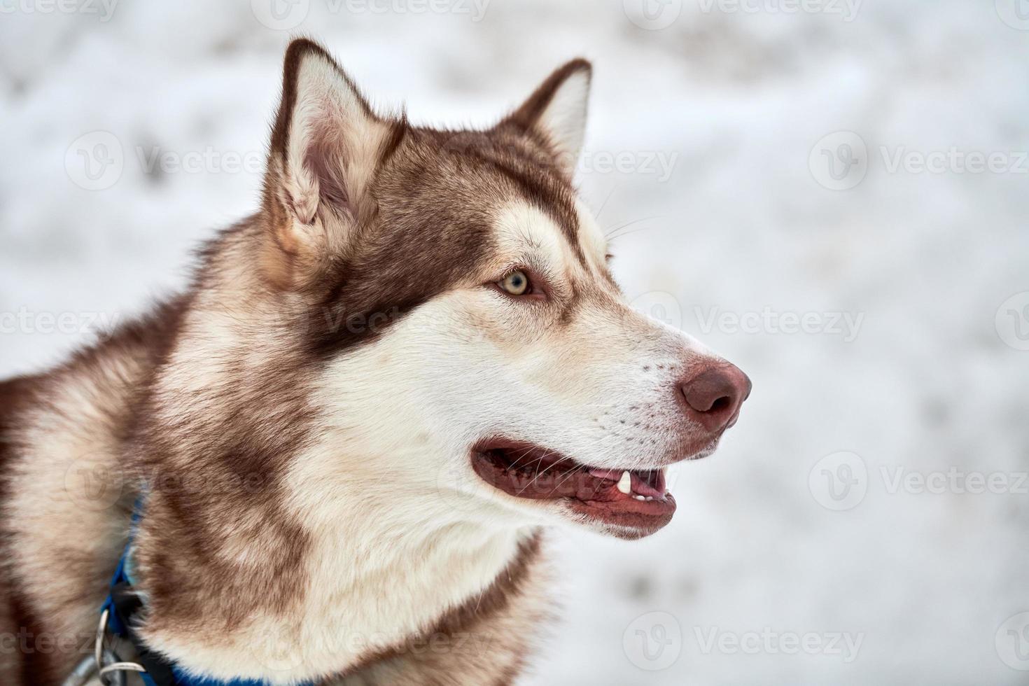 cara de cachorro de trenó husky, fundo de inverno foto